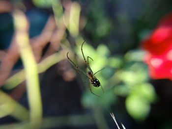 Close-up of insect on plant