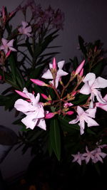 Close-up of flowers blooming outdoors