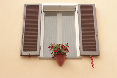 Low angle view of potted plant on window sill