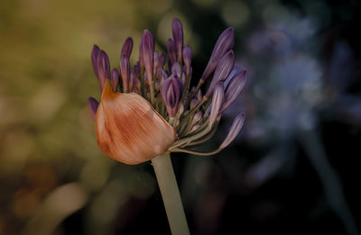 Close-up of pink flower