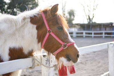 Close-up of a horse