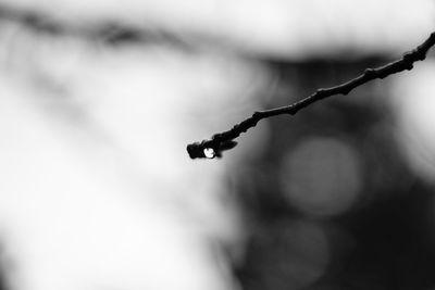 Close-up of water drop on leaf