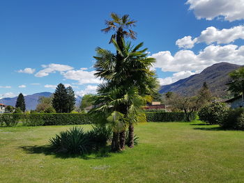 Trees on field against sky