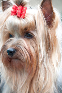 Close-up portrait of a dog