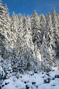 Snow covered field against sky