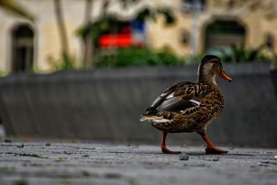 Close-up of a bird on a city