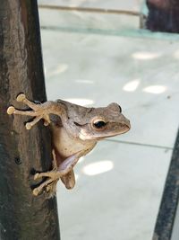 Close-up of frog on wood