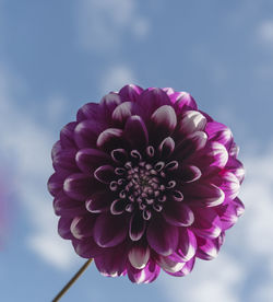 Close-up of pink dahlia blooming against sky