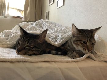 Cat resting on bed at home