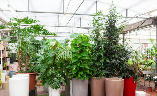 Potted plants in greenhouse