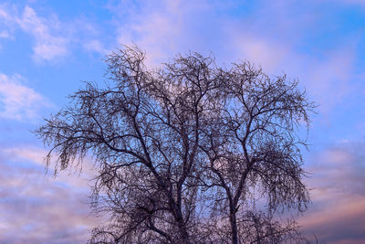 Low angle view of silhouette bare tree against sky