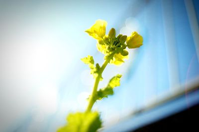 Close-up of yellow flowers