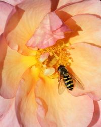 Macro shot of insect pollinating on fresh yellow flower