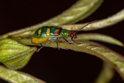 Close-up of insect