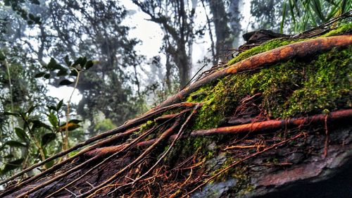 Low angle view of moss on tree trunk