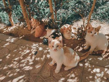 Portrait of kitten sitting on plant