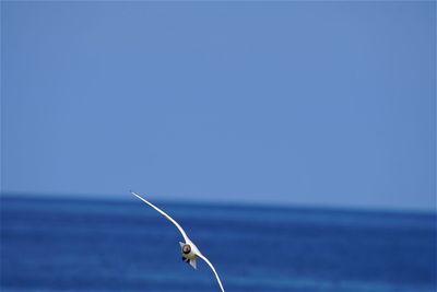 Black-headed gull flying over sea against clear sky
