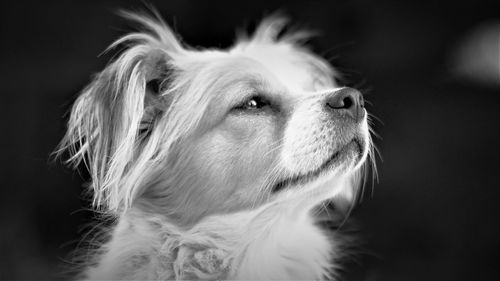 Close-up of dog looking away