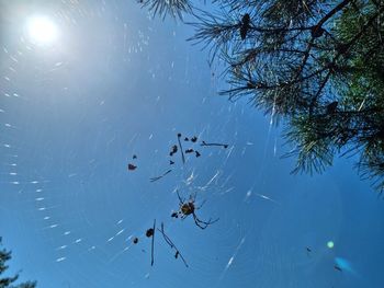 Low angle view of insect on tree against sky