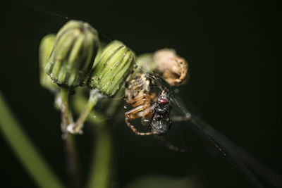 Close-up of spider