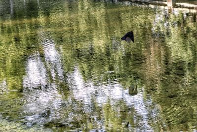 Ducks swimming in lake