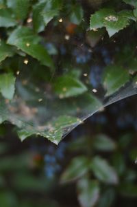 Close-up of raindrops on leaves