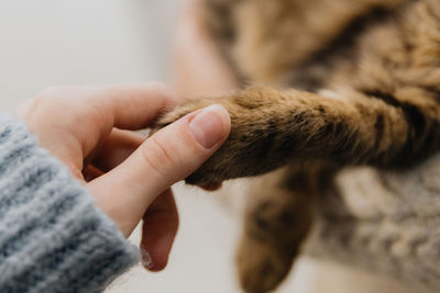 The girl holds the kitten's paw with her hand.