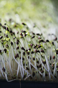 Close-up of plants growing outdoors