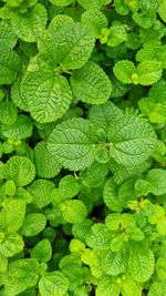 Full frame shot of green leaves