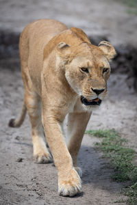 Big cat on rock