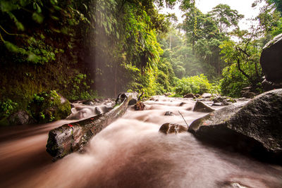 River stream through rocks in rainforest