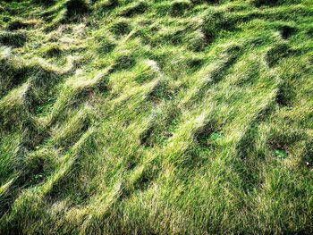 Full frame shot of plants on land