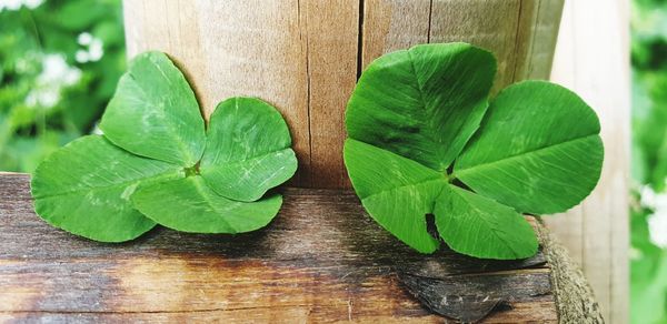 Close-up of green leaves on table