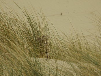 Close-up of water in sand