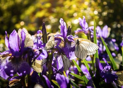 Close-up of butterfly on purple flowering plant