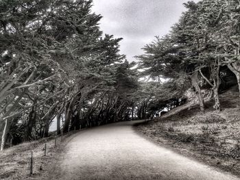 Trees along road