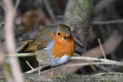 Close-up of bird perching outdoors