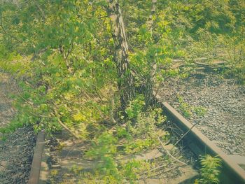 High angle view of plants and trees