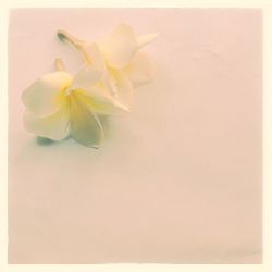 Close-up of yellow flowers