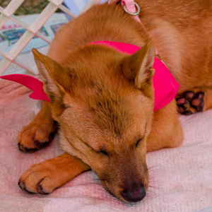 Close-up of dog relaxing on bed