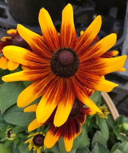 Close-up of yellow flower blooming outdoors