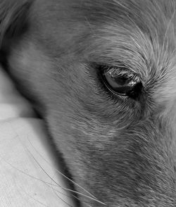 Close-up of dog eye