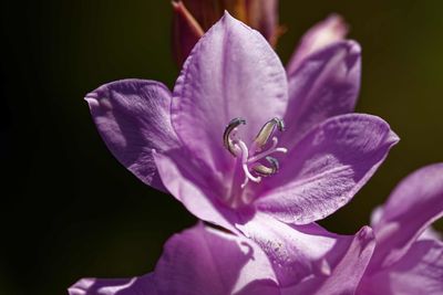 Close-up of purple crocus flower