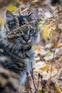 Close-up portrait of cat