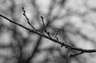 Low angle view of insect on tree branch