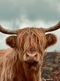 Highland cow