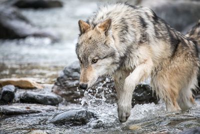 Wolf walking in stream