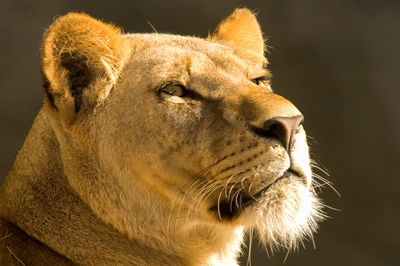 Close-up of a cat looking away