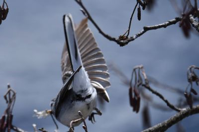 Low angle view of bird flying against sky