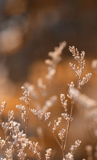 Close-up of flowering plant against blurred background